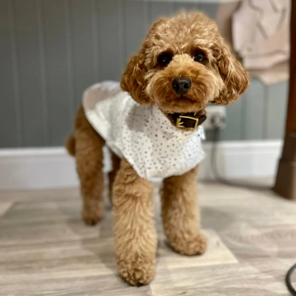 Spotty Summer T-Shirts for Dogs
