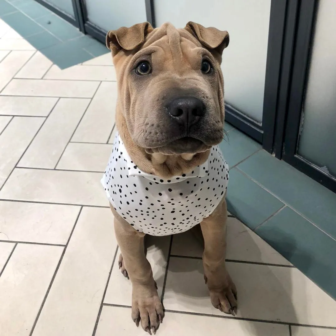 Spotty Summer T-Shirts for Dogs