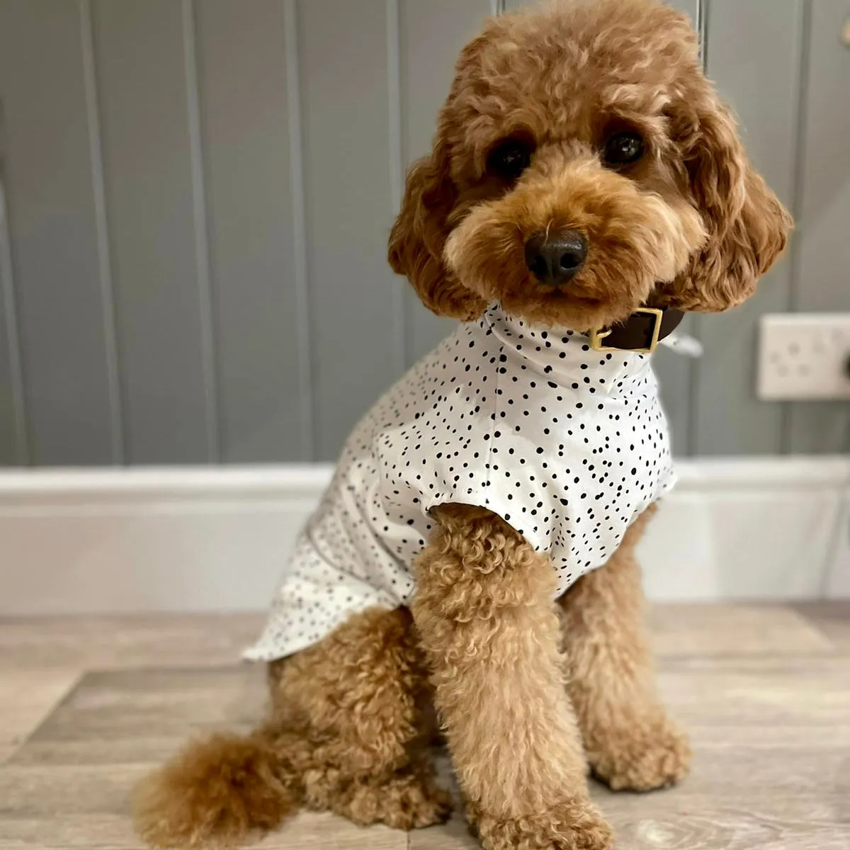 Spotty Summer T-Shirts for Dogs